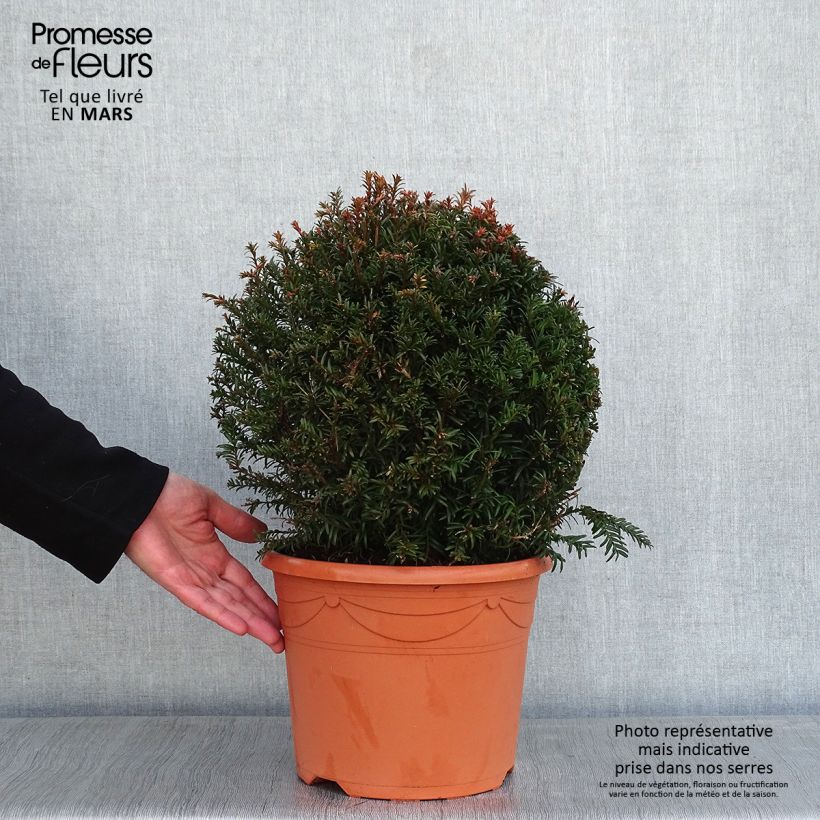 Exemplar von Taxus baccata taillé en boule de diamètre 30/40cm en pot de 7.5L/10L wie im Winter geliefert