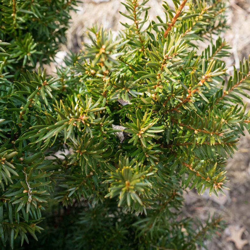 Becher-Eibe Densiformis - Taxus media (Laub)