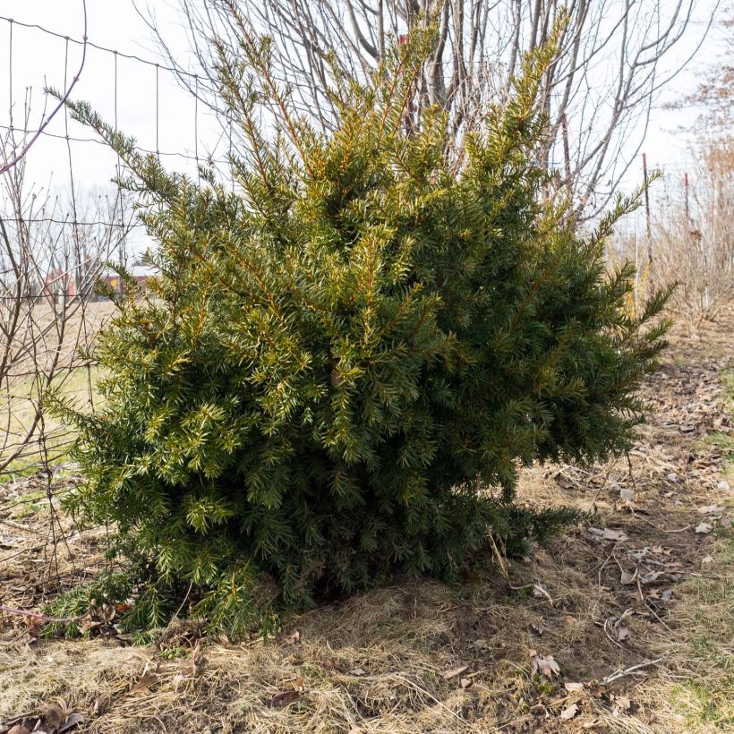 Becher-Eibe Densiformis - Taxus media (Hafen)