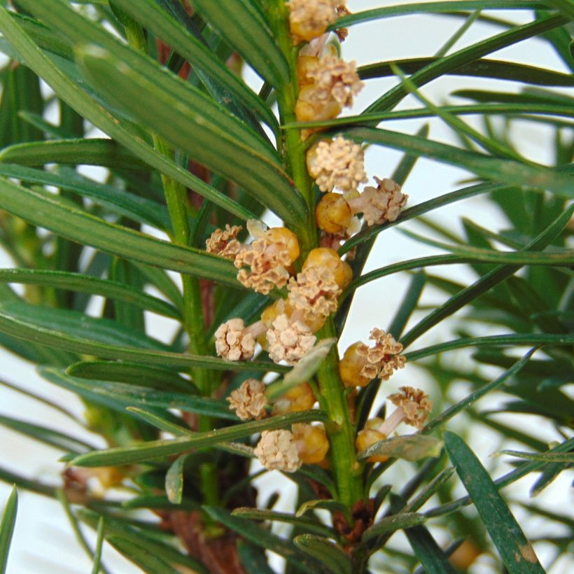 Becher-Eibe Densiformis - Taxus media (Blüte)