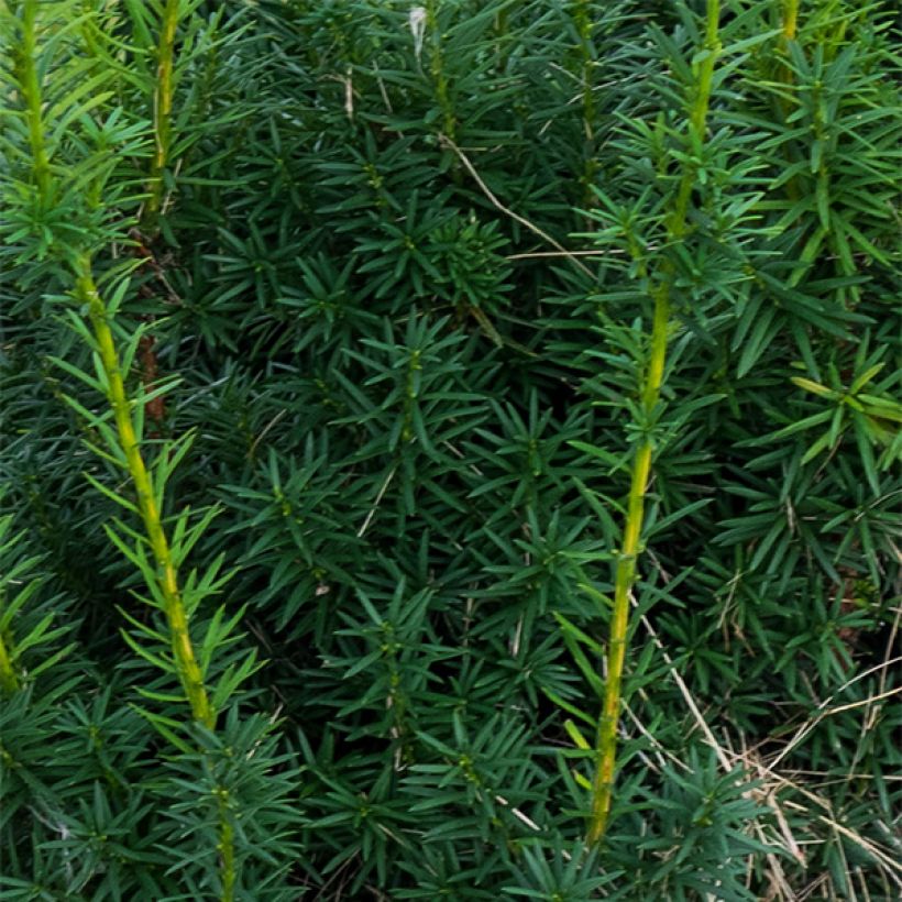 Becher-Eibe Hicksii - Taxus media (Laub)