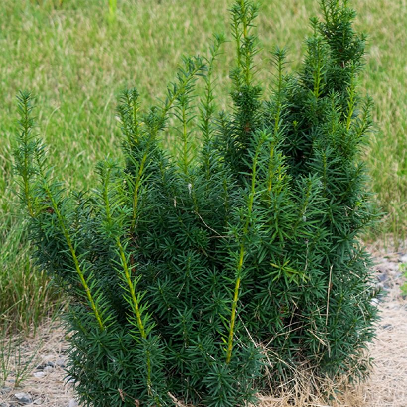 Becher-Eibe Hicksii - Taxus media (Hafen)