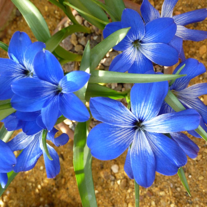 Tecophilaea cyanocrocus - Enziankrokus (Blüte)