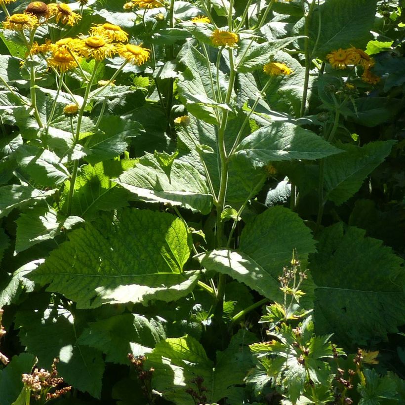 Telekia speciosa - Große Telekie (Laub)