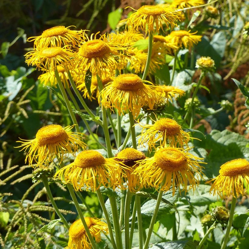 Telekia speciosa - Große Telekie (Blüte)