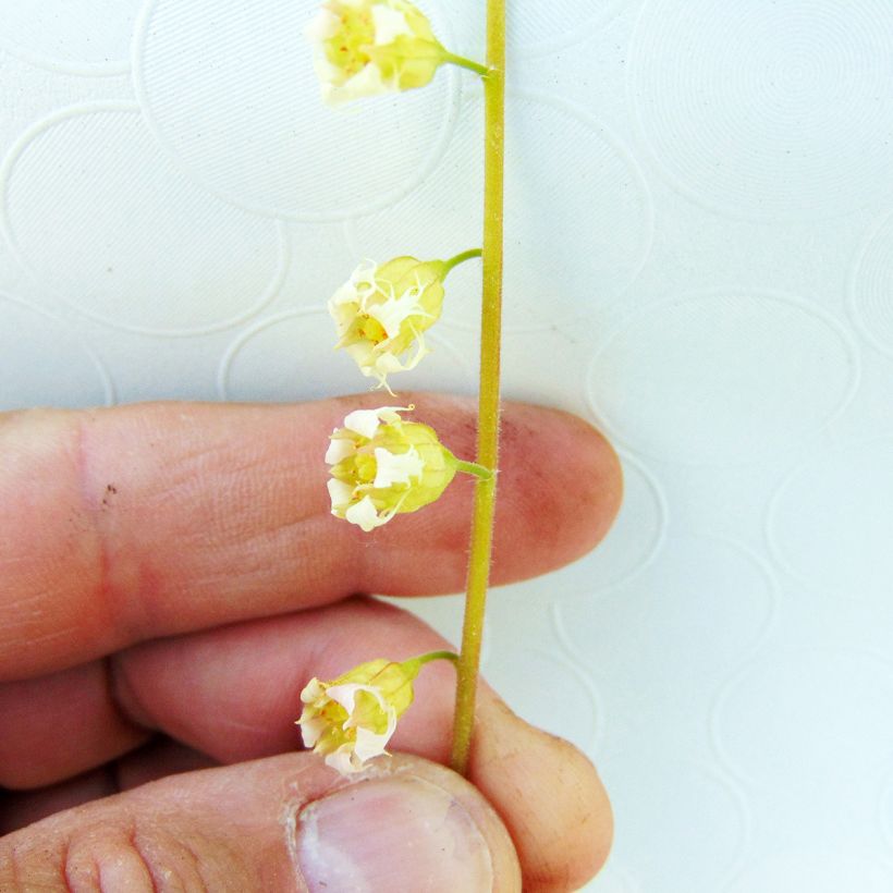 Tellima grandiflora Rubra - Falsche Alraunwurzel (Blüte)