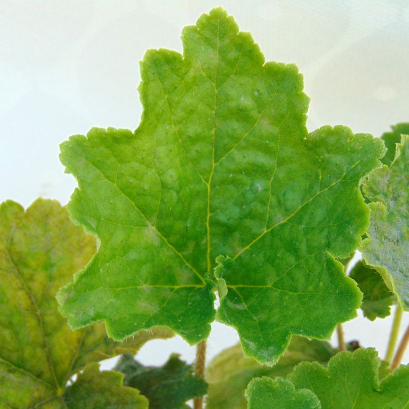 Tellima grandiflora - Falsche Alraunwurzel (Laub)