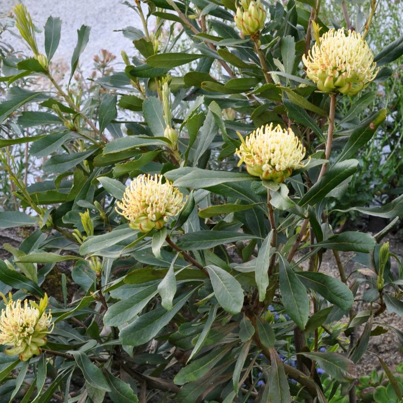 Telopea speciosissima Shady Lady Yellow - Telopeie (Hafen)