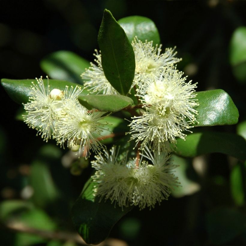 Temu divaricatum Heaven Scent (Blüte)