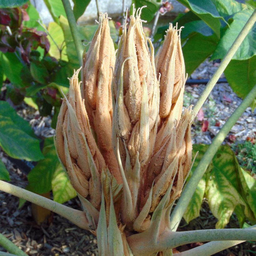 Tetrapanax papyrifera Rex - Reispapierbaum (Blüte)