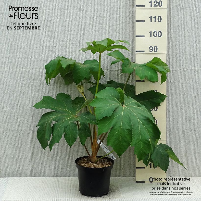 Exemplar von Tetrapanax papyrifera Rex - Reispapierbaum wie im Sommer geliefert