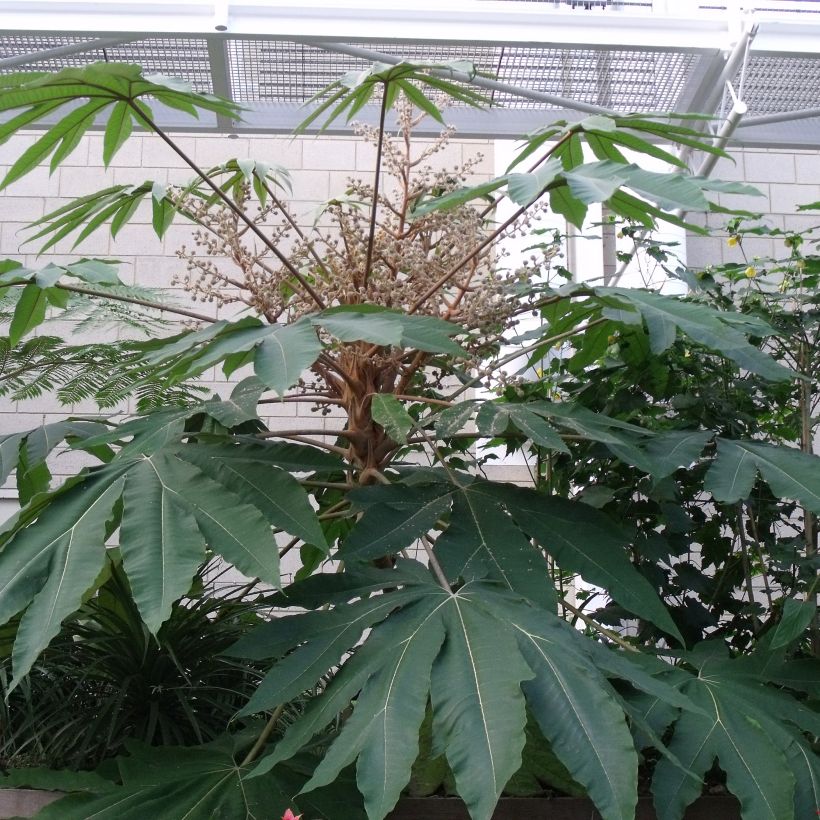 Tetrapanax papyrifera Rex - Reispapierbaum (Laub)