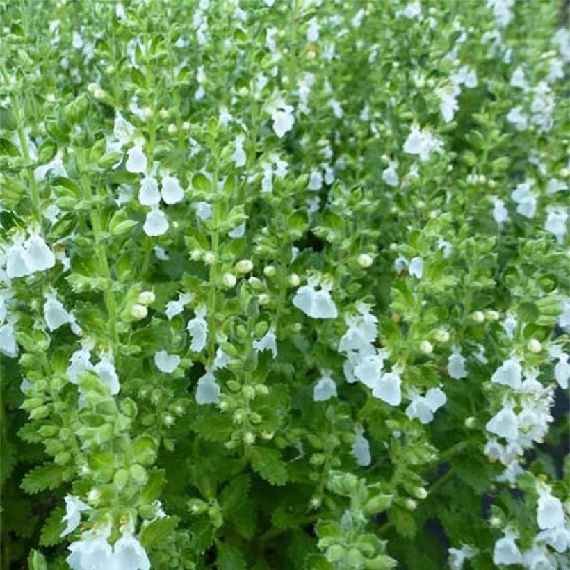 Teucrium chamaedrys Alba - Gemeiner Gamander (Blüte)