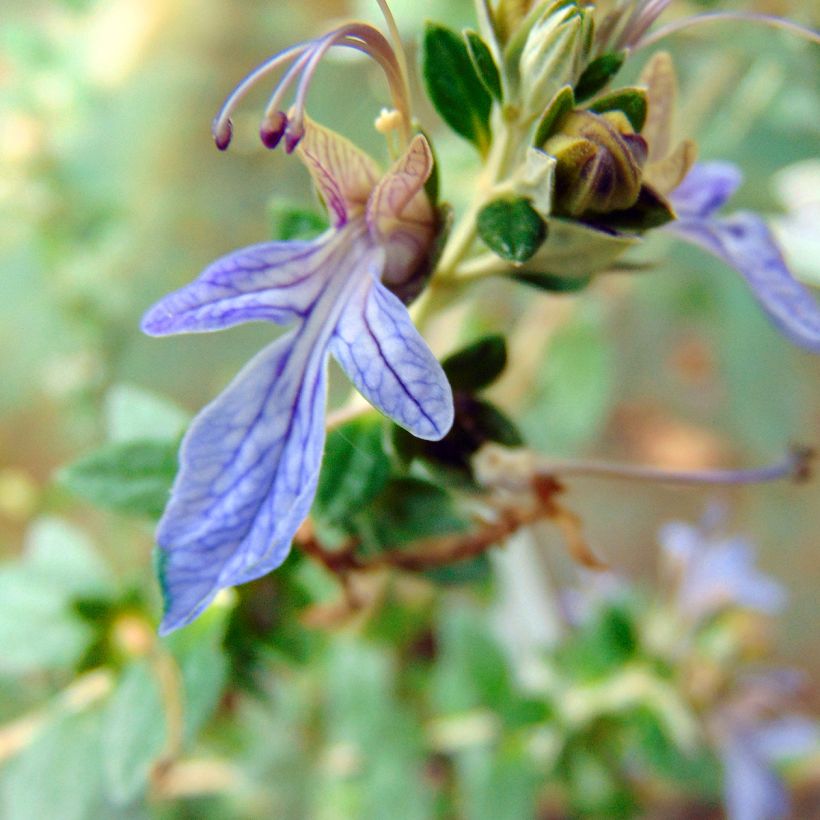 Teucrium fruticans Azureum - Strauchiger Gamander (Blüte)