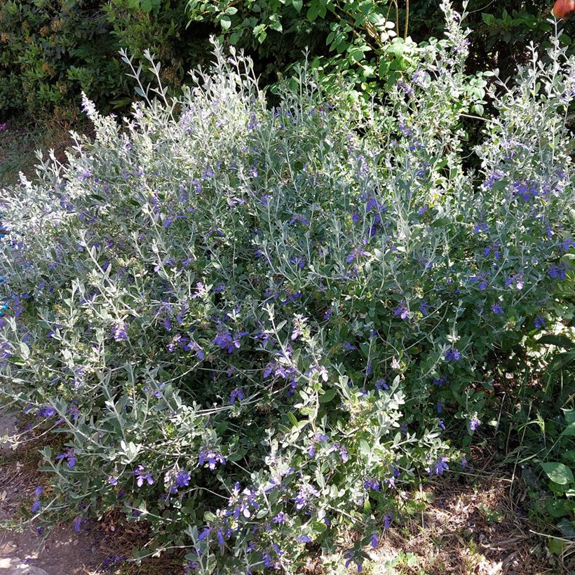 Teucrium fruticans Azureum - Strauchiger Gamander (Hafen)