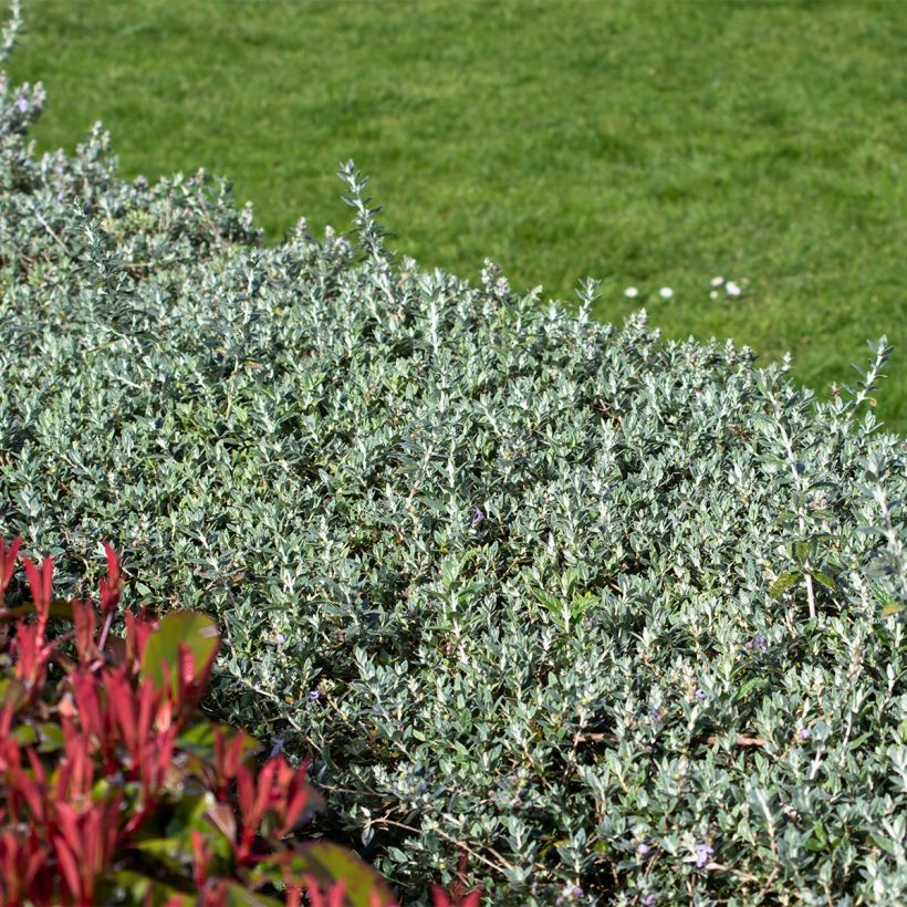 Teucrium fruticans Selection Erecta - Strauchiger Gamander (Hafen)