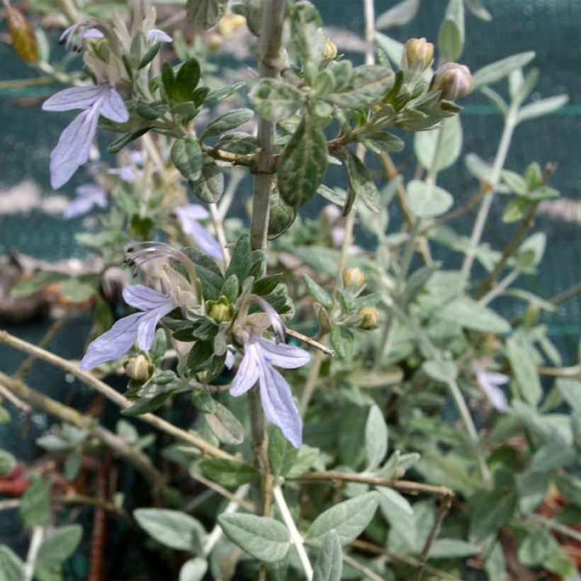 Teucrium fruticans - Strauchiger Gamander (Laub)