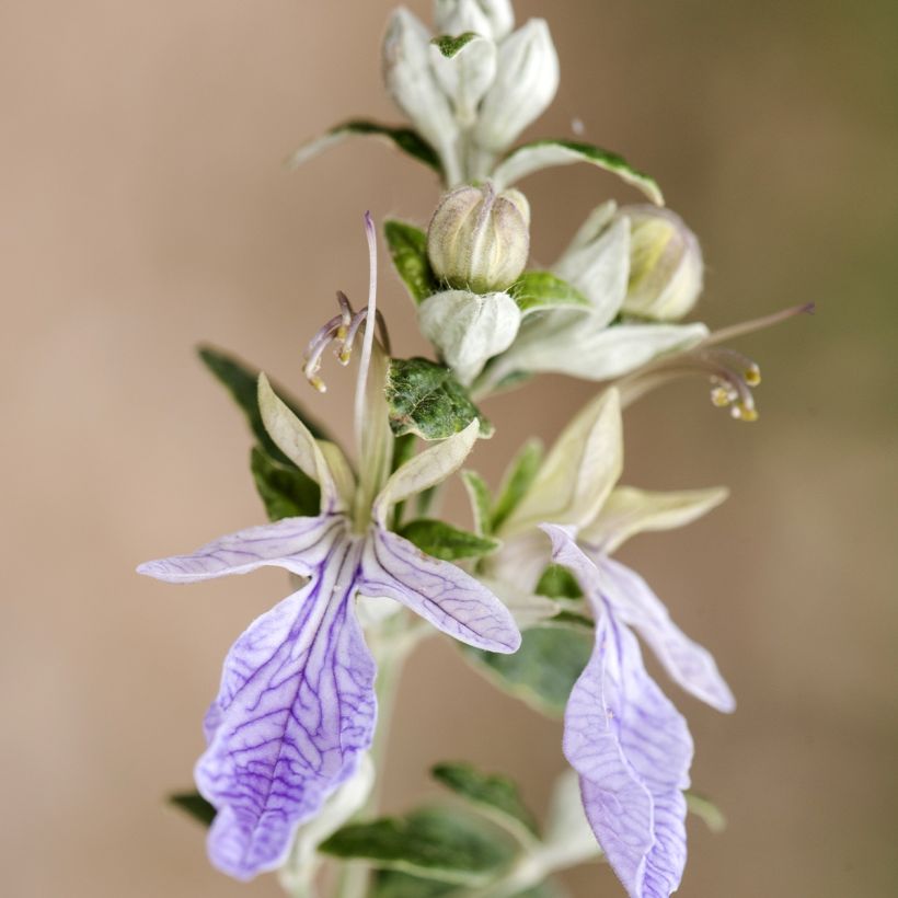 Teucrium fruticans - Strauchiger Gamander (Blüte)