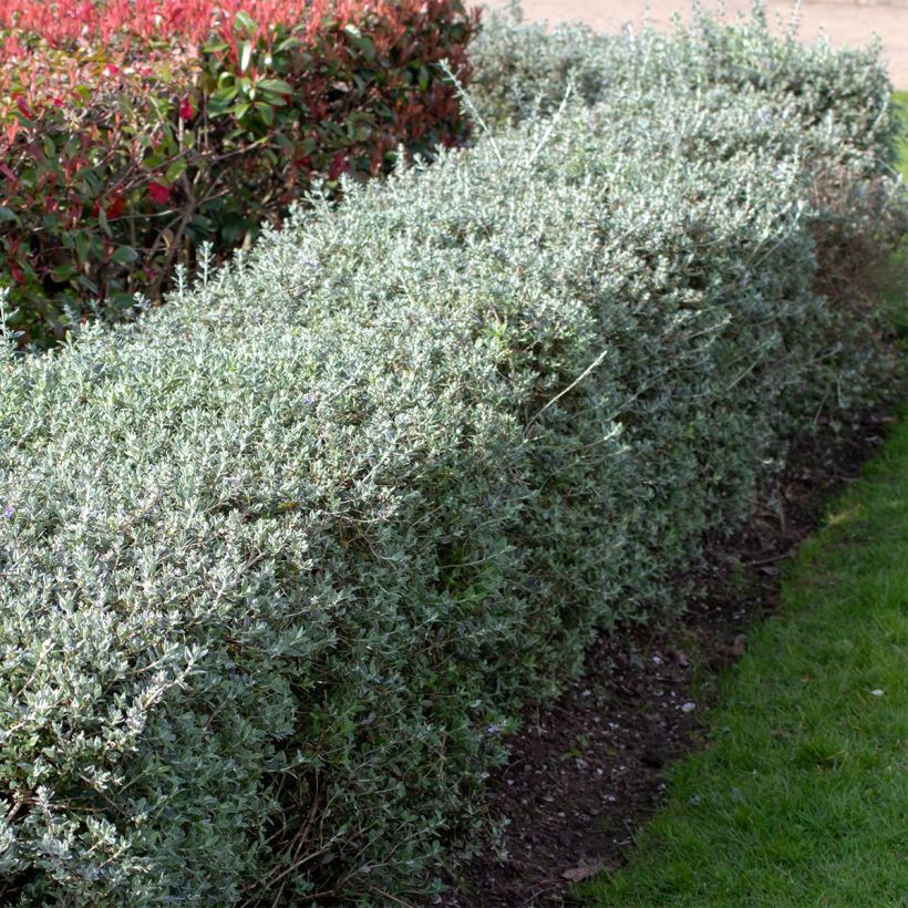 Teucrium fruticans - Strauchiger Gamander (Hafen)