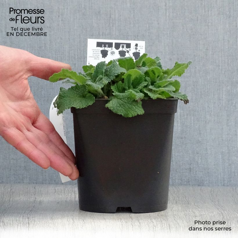 Exemplar von Teucrium hircaninum Paradise Delight - Germandrée d'Iran Pot de 2L/3L wie im Winter geliefert