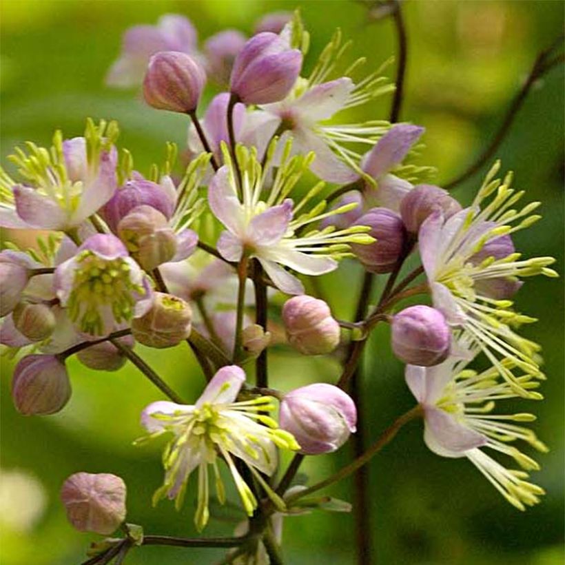 Thalictrum Anne - Wiesenraute (Blüte)