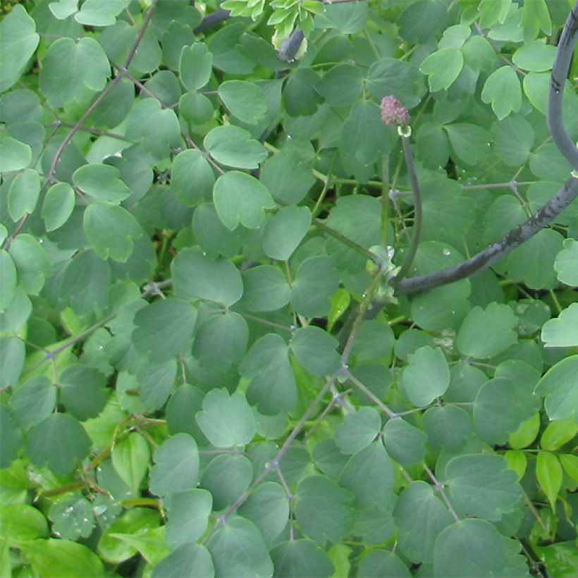 Thalictrum Black Stockings - Wiesenraute (Laub)