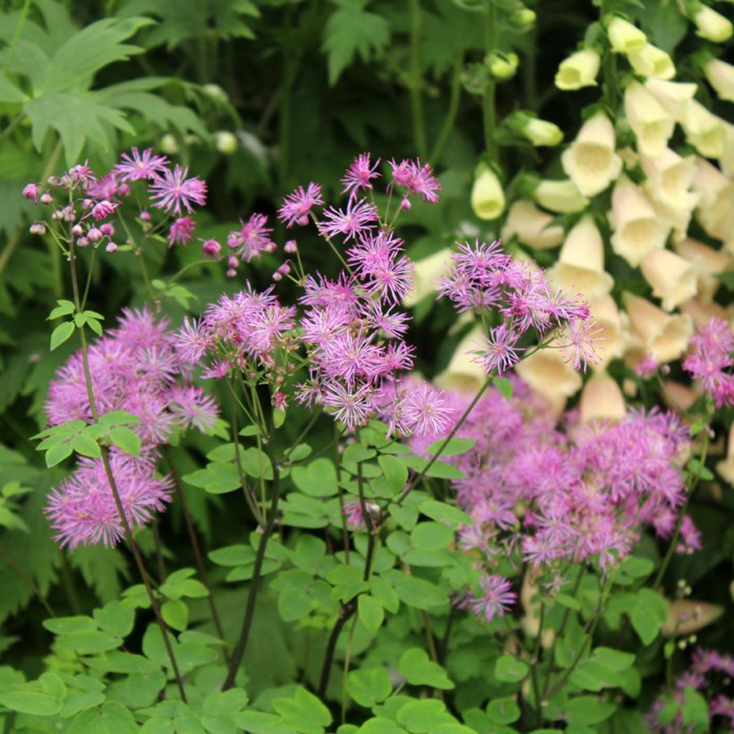 Thalictrum Black Stockings - Wiesenraute (Blüte)