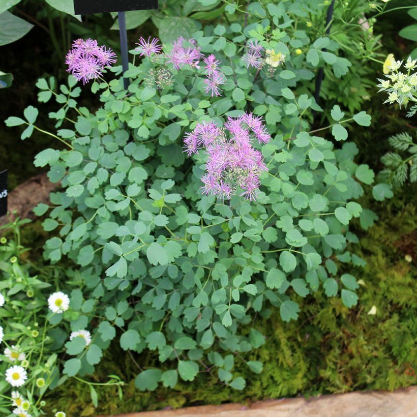 Thalictrum Little Pinkie - Wiesenraute (Hafen)