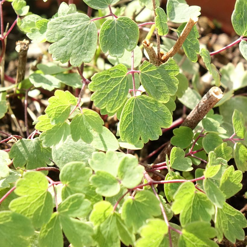 Thalictrum Yulia - Wiesenraute (Laub)