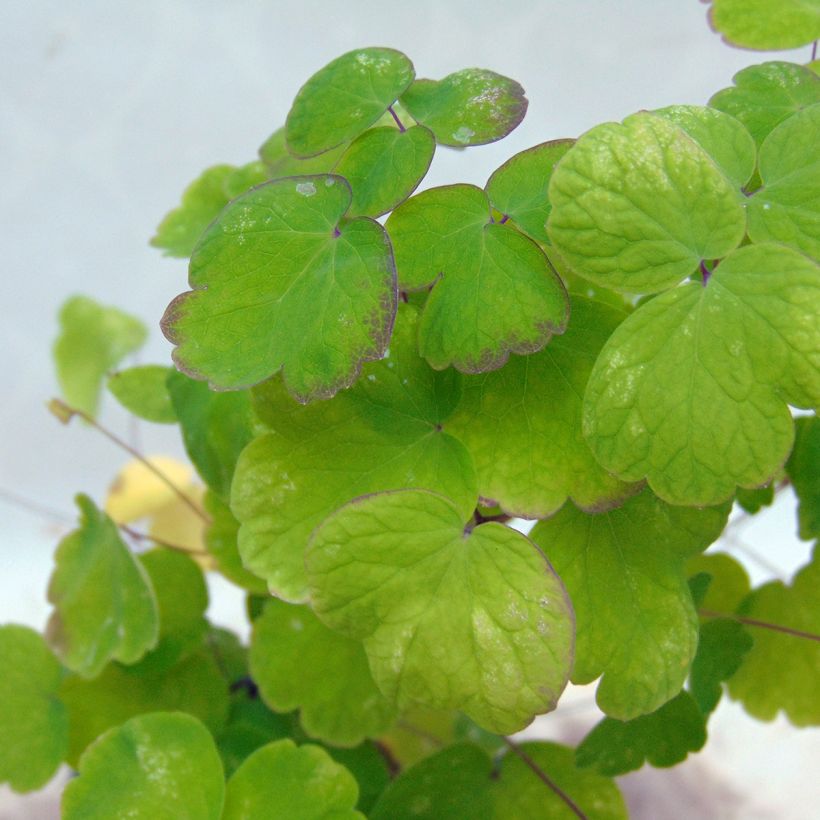 Thalictrum aquilegiifolium - Akeleiblättrige Wiesenraute (Laub)