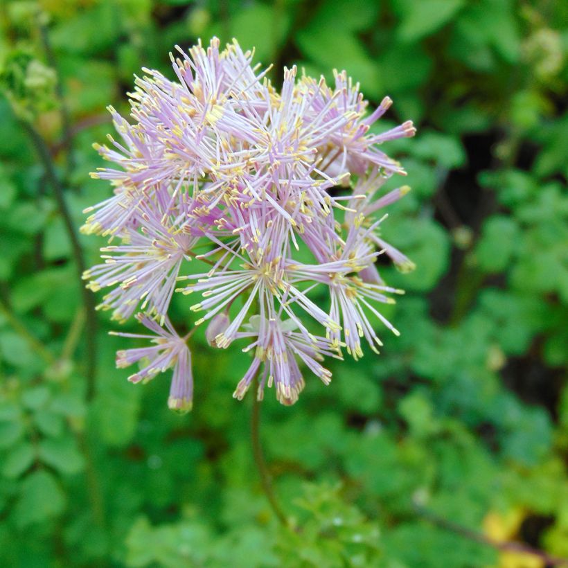 Thalictrum aquilegiifolium - Akeleiblättrige Wiesenraute (Blüte)