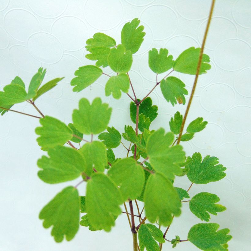 Thalictrum aquilegifolium Thundercloud - Akeleiblättrige Wiesenraute (Laub)