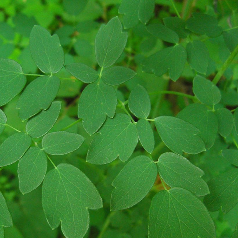 Thalictrum delavayi - Delavays Wiesenraute (Laub)