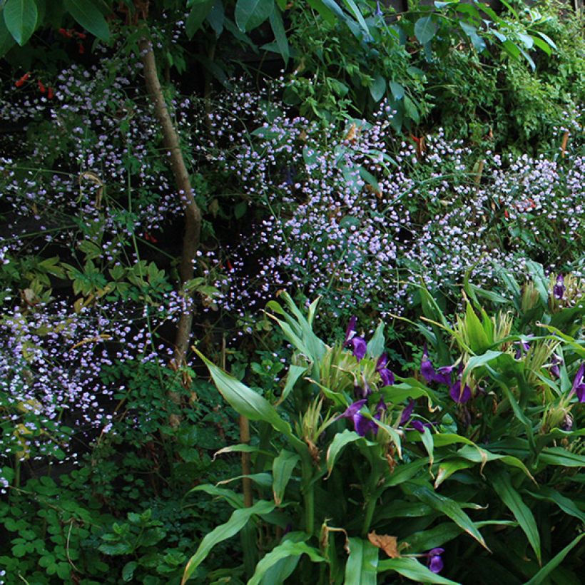 Thalictrum delavayi - Delavays Wiesenraute (Blüte)