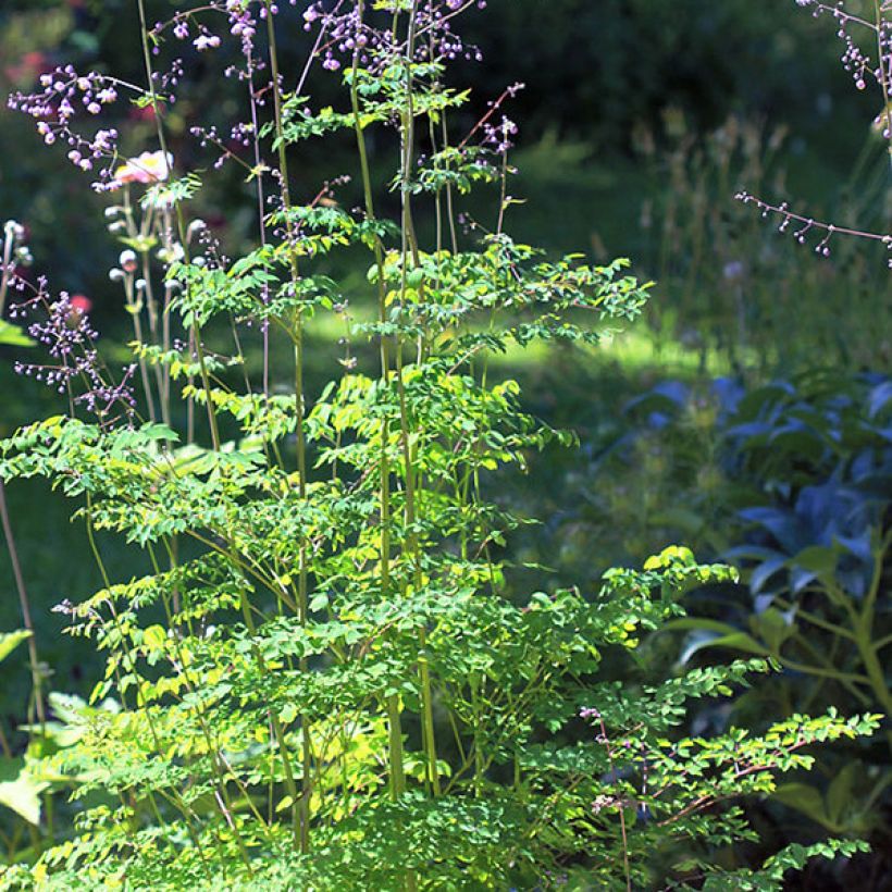 Thalictrum delavayi - Delavays Wiesenraute (Hafen)