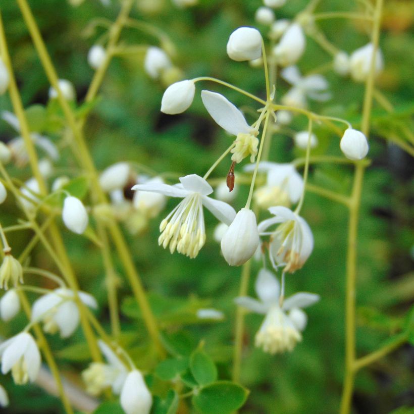 Thalictrum delavayi Album - Delavays Wiesenraute (Blüte)