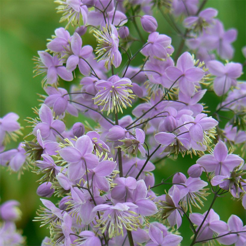 Thalictrum delavayi Ankum - Delavays Wiesenraute (Blüte)