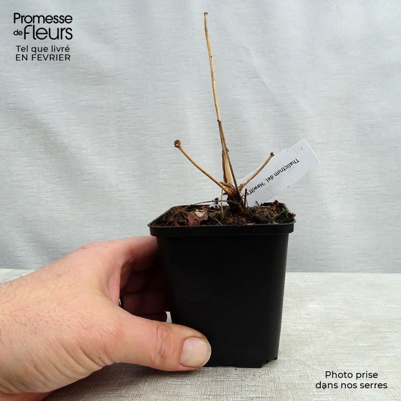 Exemplar von Thalictrum delavayi Hewitt's Double - Pigamon Godet de 9cm wie im Winter geliefert