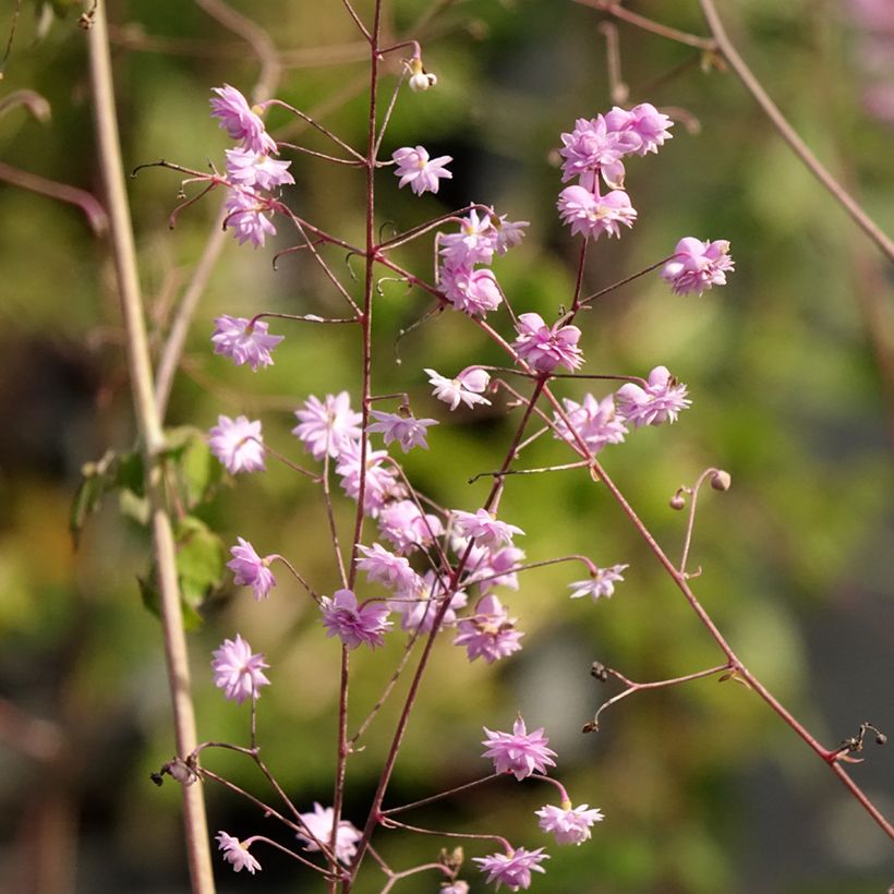 Thalictrum delavayi Hewitt's double - Delavays Wiesenraute (Blüte)