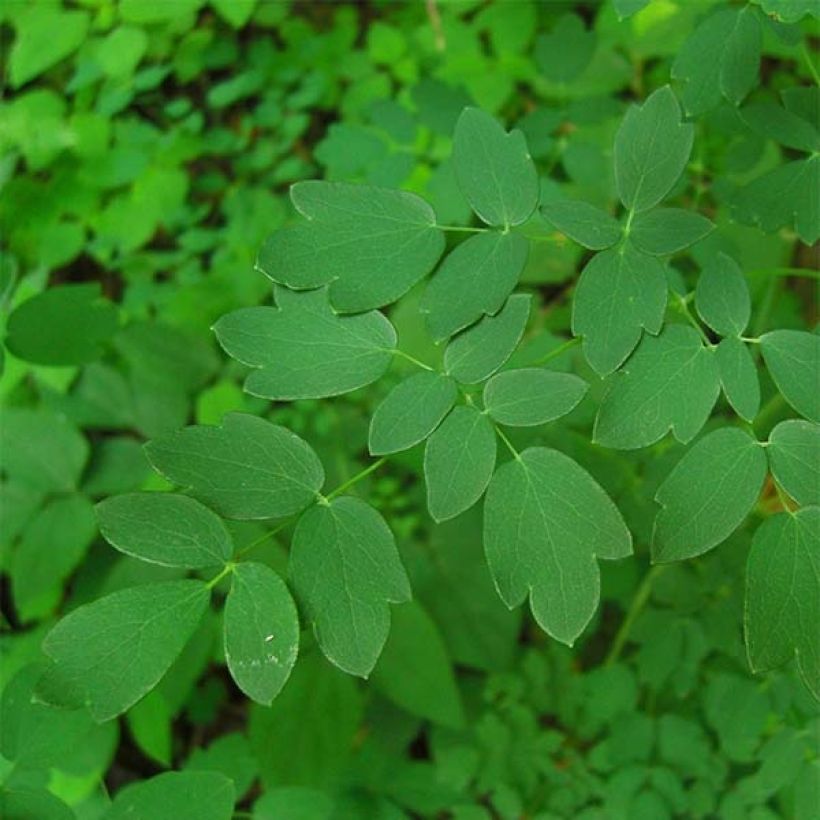 Thalictrum delavayi Hinckley - Delavays Wiesenraute (Laub)