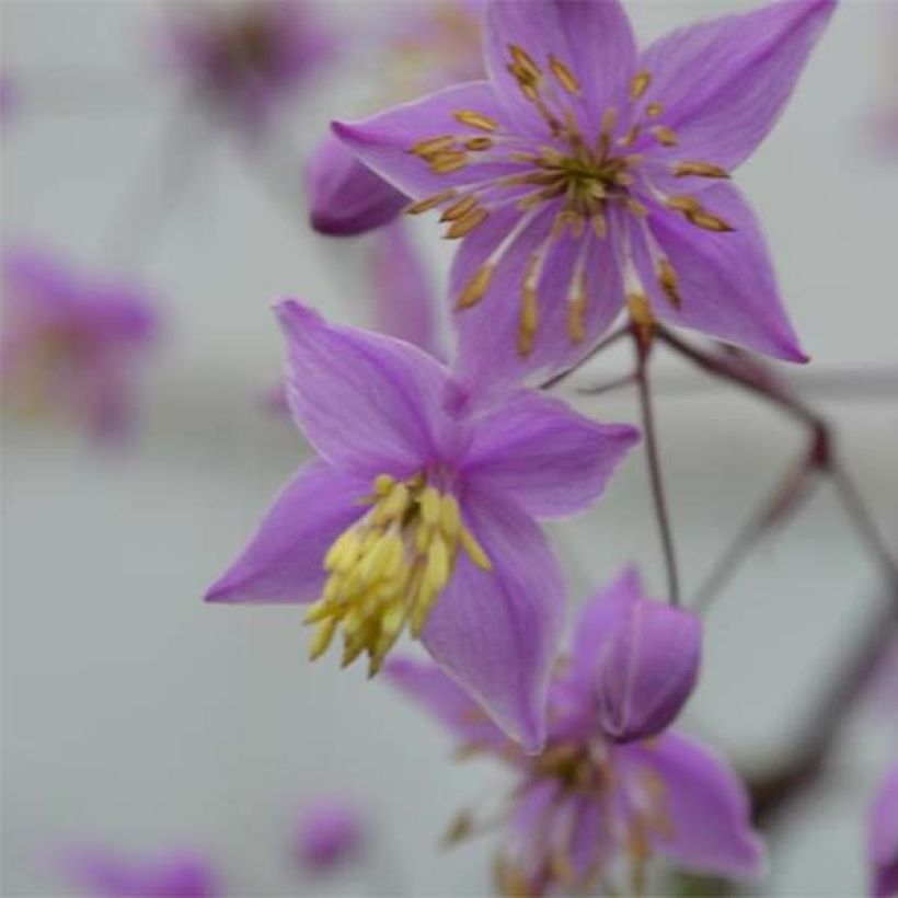 Thalictrum delavayi Hinckley - Delavays Wiesenraute (Blüte)