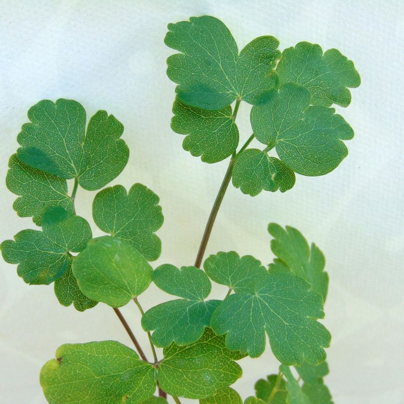 Thalictrum flavum subsp.glaucum - Graublättrige Wiesenraute (Laub)