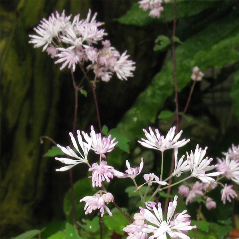 Thalictrum kiusianum - Kiuschu-Zwerg-Wiesenraute (Blüte)