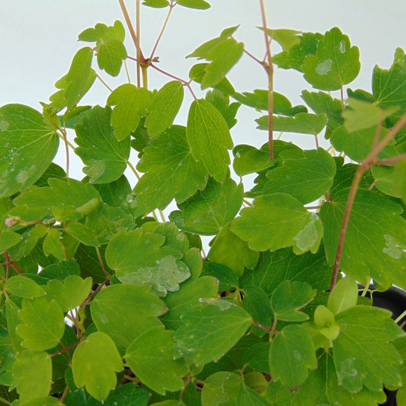 Thalictrum kiusianum - Kiuschu-Zwerg-Wiesenraute (Laub)