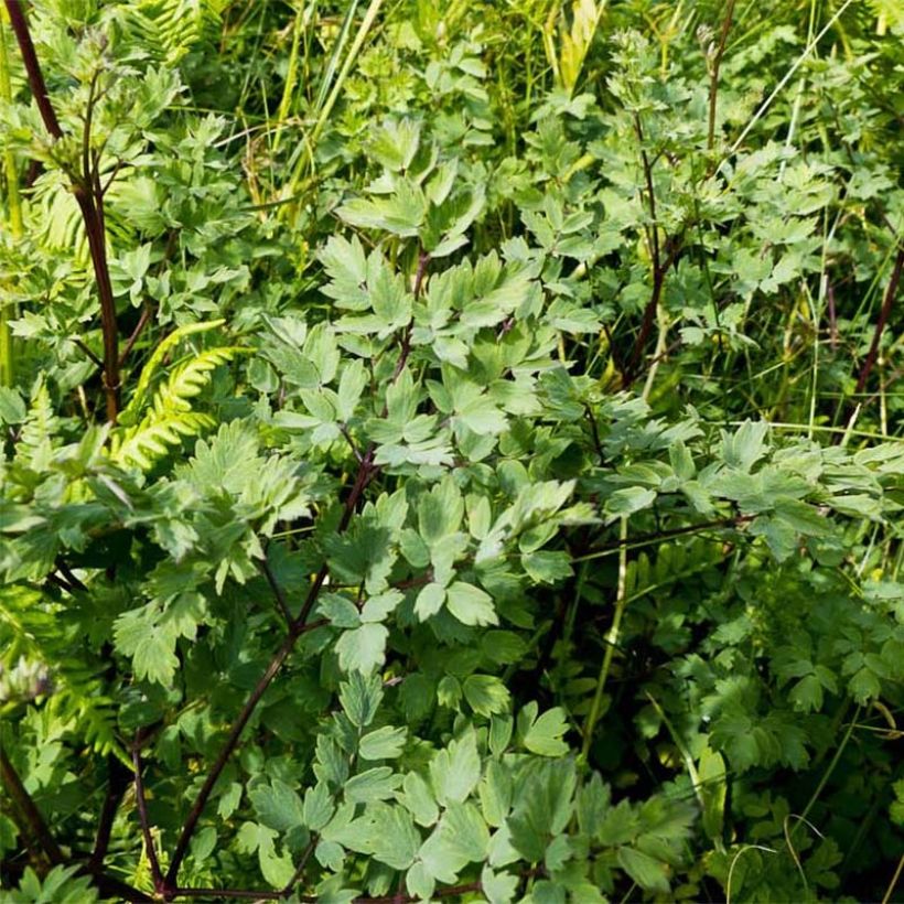 Thalictrum minus Adiantifolium - Kleine Wiesenraute (Laub)