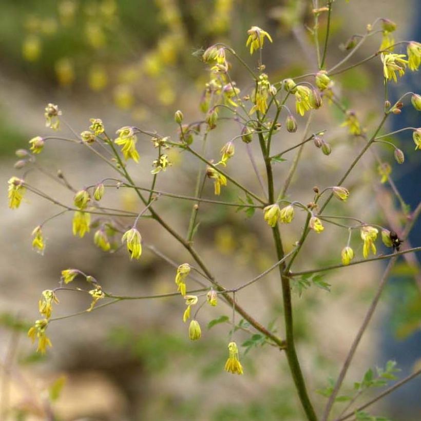 Thalictrum minus Adiantifolium - Kleine Wiesenraute (Blüte)