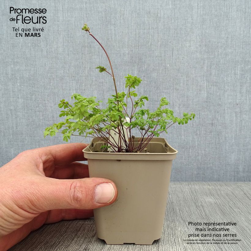 Exemplar von Thalictrum petaloideum - Pigamon Godet de 8/9 cm wie im Winter geliefert