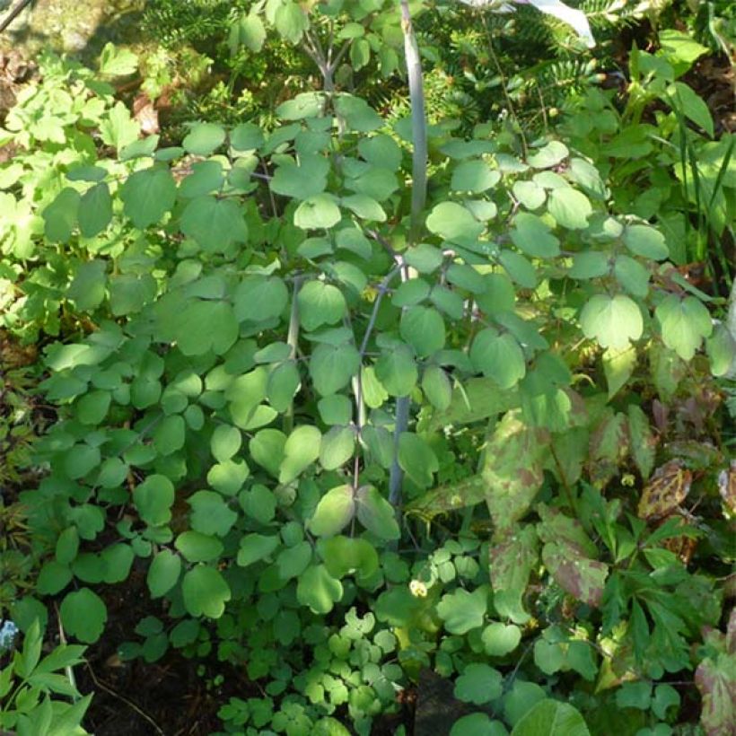 Thalictrum rochebrunianum - Prächtige Wiesenraute (Laub)