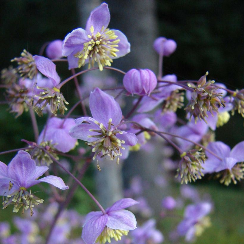 Thalictrum rochebrunianum - Prächtige Wiesenraute (Blüte)