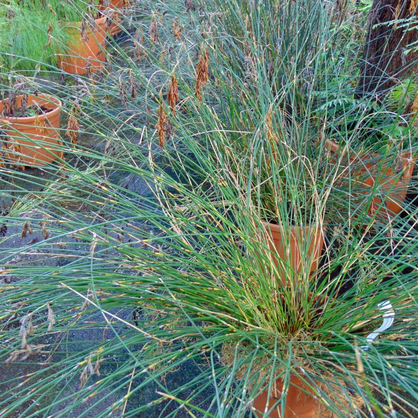 Thamnochortus pluristachyus - Restio (Hafen)